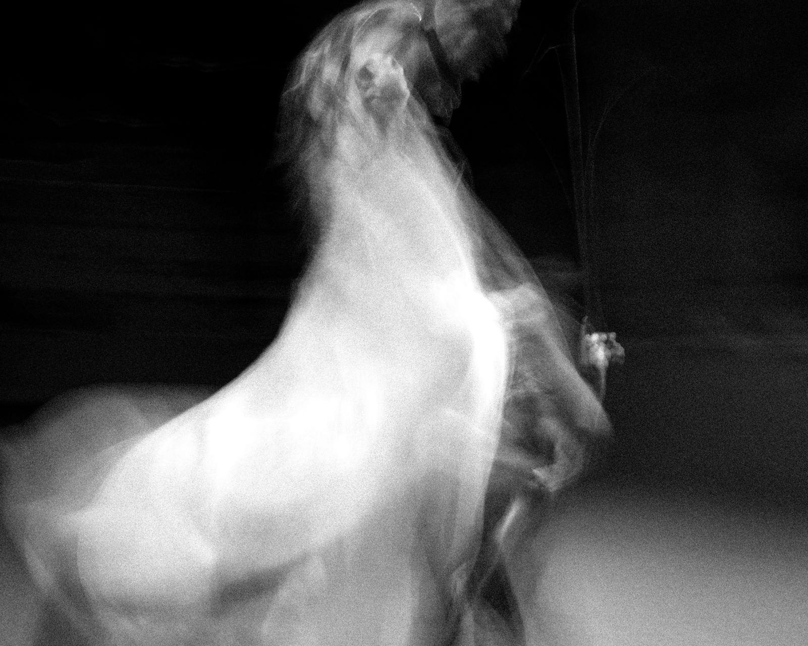 dancing with horses